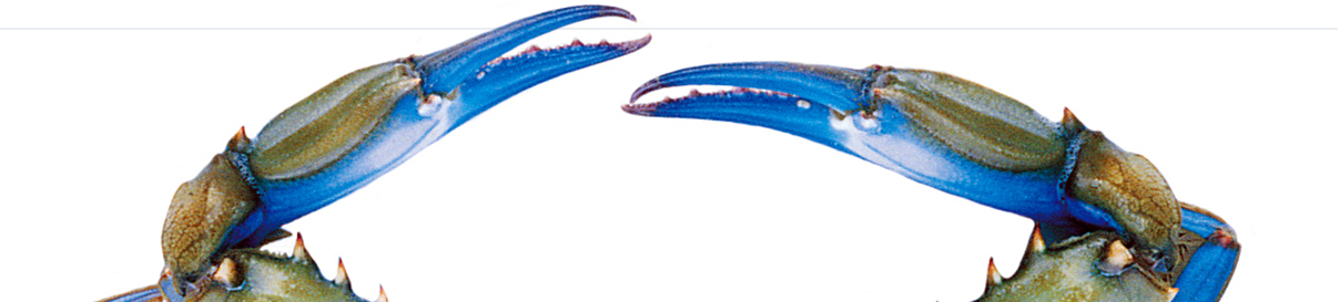 Blue swimmer grab claw